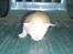 Blanding af racer Katten i haven (Missemor) - juni 2007