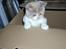British Shorthair GODTEN  RIP 12/4-2010 - papkasse leg