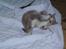 British Shorthair GODTEN  RIP 12/4-2010 - ikke ret mange uger gammel