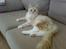 Maine Coon Disney