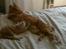 Maine Coon Disney