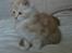 Maine Coon Disney