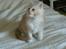 Maine Coon Disney