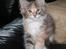 Maine Coon miss daisy - mig som lille