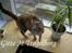 Blanding af racer Foxy *tidligere* - I vindueskarn