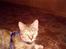Blanding af racer Foxy *tidligere* - i sele