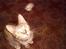 Blanding af racer Foxy *tidligere*