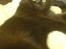 Blanding af racer Cleo - Har lige kastet mig over min ejers bluse... Hehe...