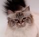 Hellig Birma Nilla (Vanilla Sky Song H