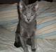 Russian Blue Lucky Luke