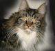 Maine Coon Adonia †