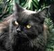 Maine Coon Vendetta† 