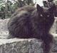 Maine Coon Inka  †