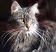Maine Coon Choice