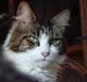 Maine Coon Angel † -