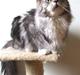 Maine Coon Troya