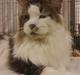 Maine Coon Uno *Gr. Int. Champion*