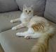 Maine Coon Disney