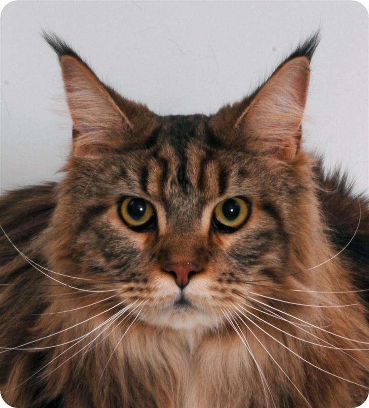 Maine Coon Holger (Wicca Shaicoona M billede 1