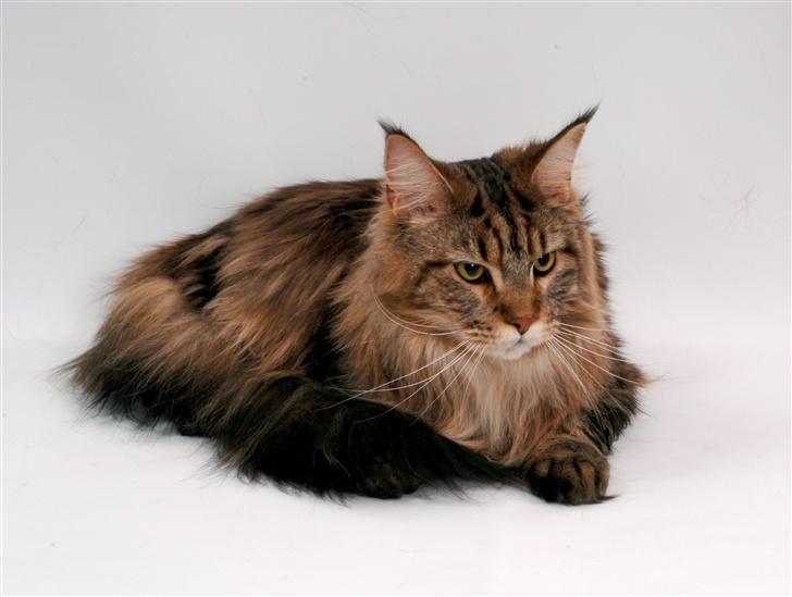 Maine Coon Holger (Wicca Shaicoona M billede 2