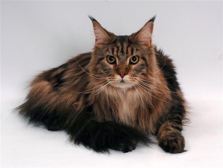 Maine Coon Holger (Wicca Shaicoona M billede 3