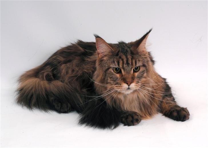 Maine Coon Holger (Wicca Shaicoona M billede 4