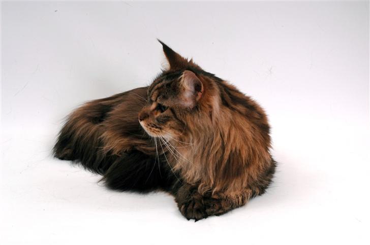 Maine Coon Holger (Wicca Shaicoona M billede 5