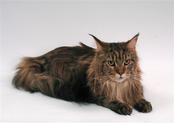 Maine Coon Holger (Wicca Shaicoona M billede 6