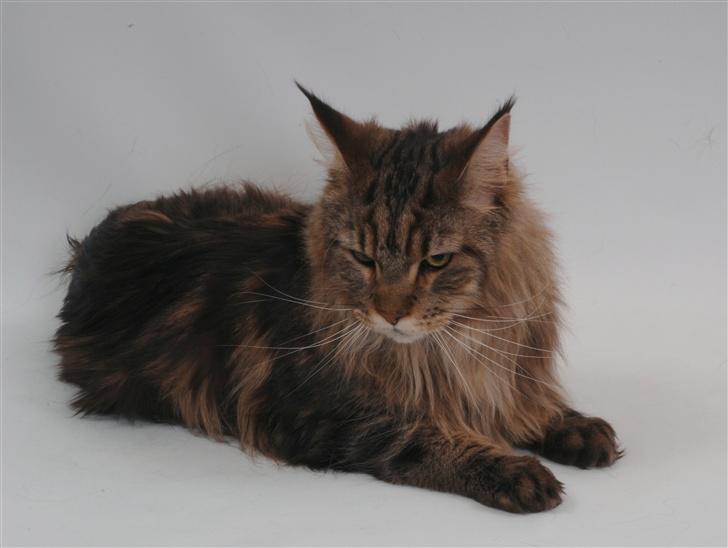 Maine Coon Holger (Wicca Shaicoona M billede 7