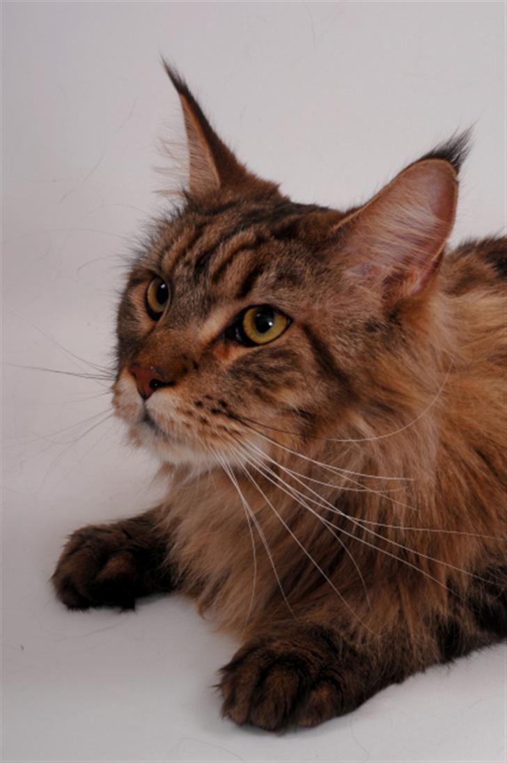 Maine Coon Holger (Wicca Shaicoona M billede 8