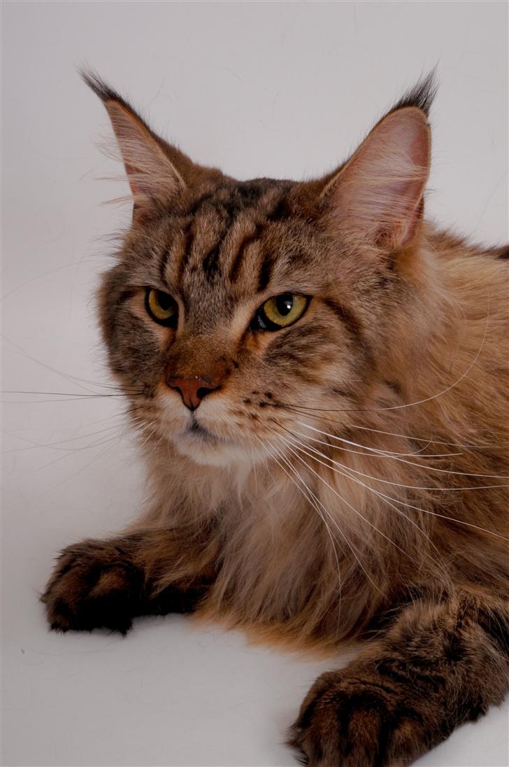 Maine Coon Holger (Wicca Shaicoona M billede 9