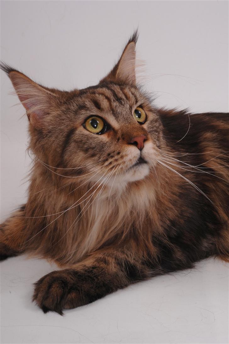 Maine Coon Holger (Wicca Shaicoona M billede 10