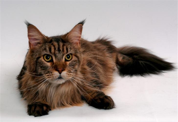 Maine Coon Holger (Wicca Shaicoona M billede 11