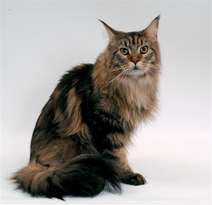 Maine Coon Holger (Wicca Shaicoona M billede 12
