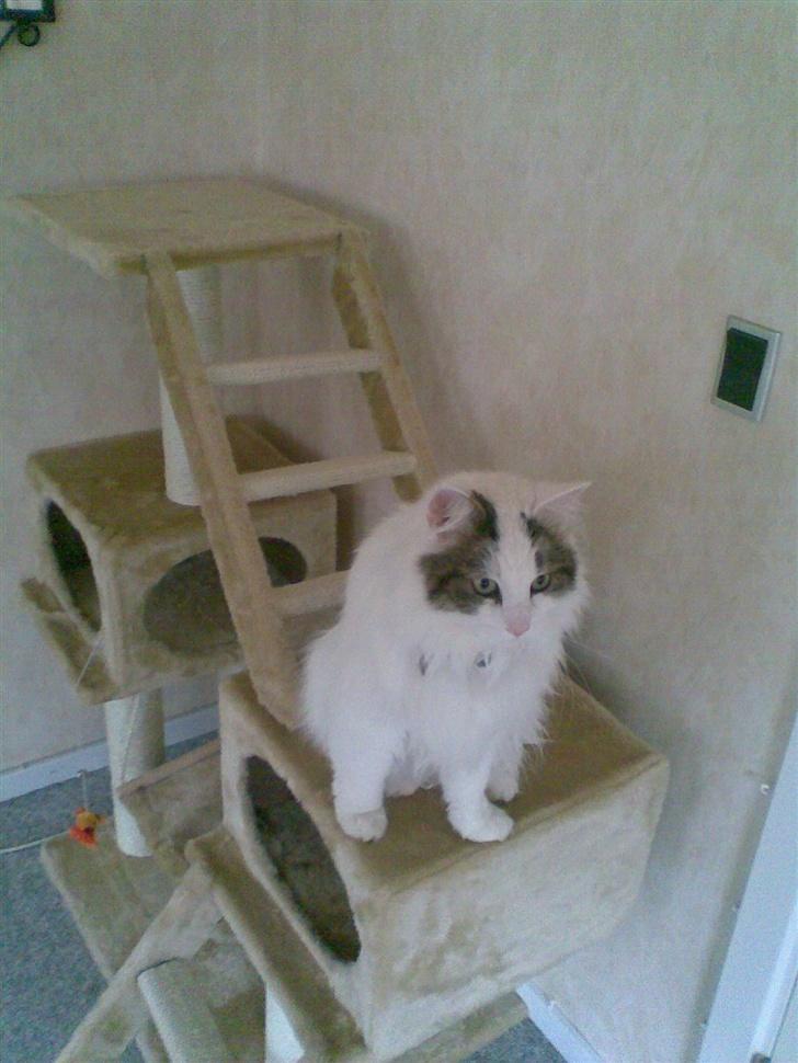 Norsk Skovkat Gismo - Se lige hvor forkælet jeg er.. et fint nyt møbel.. kun til mig! billede 6