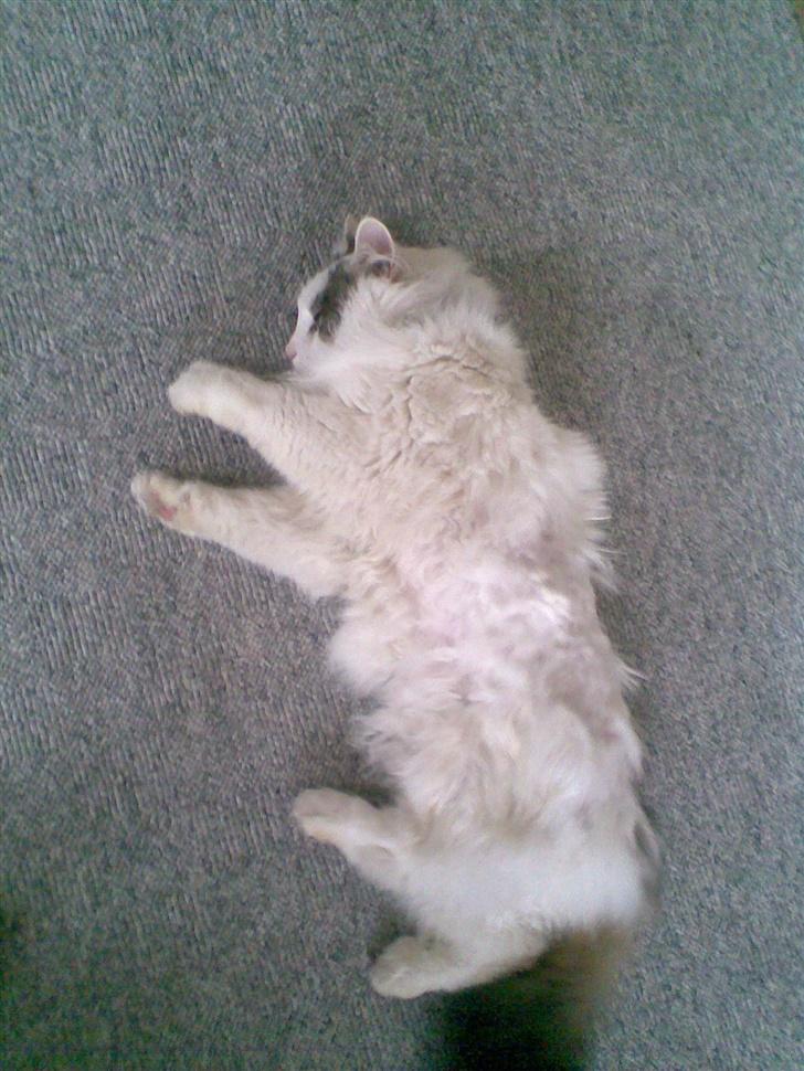 Norsk Skovkat Gismo - Kan man ikke få lov at ligge og være lækker i fred? billede 7