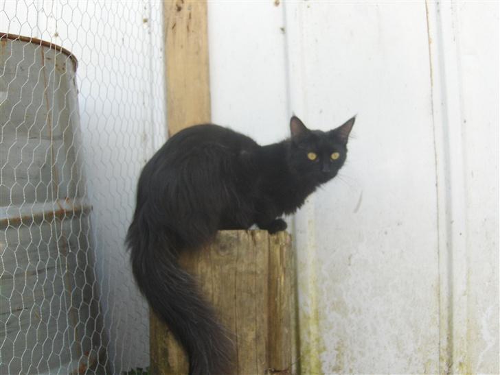 Maine Coon Maine (solgt) billede 1