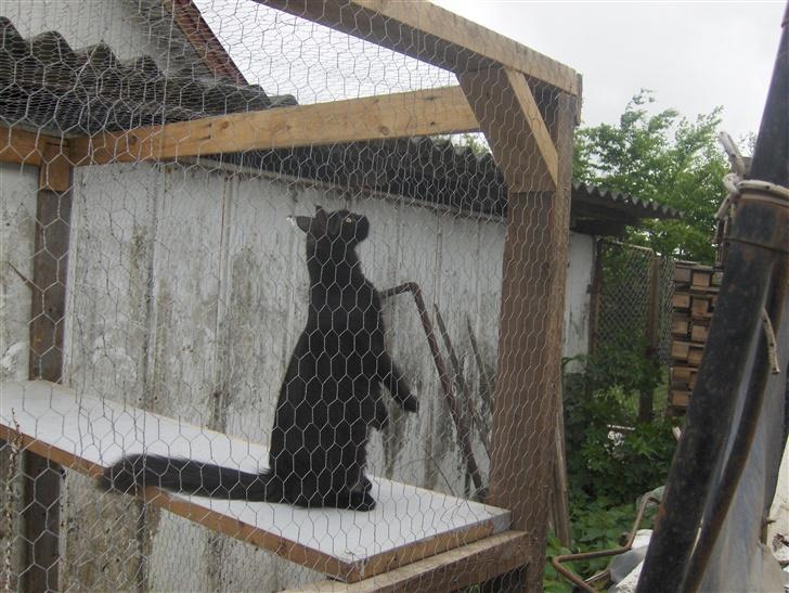 Maine Coon Maine (solgt) billede 2