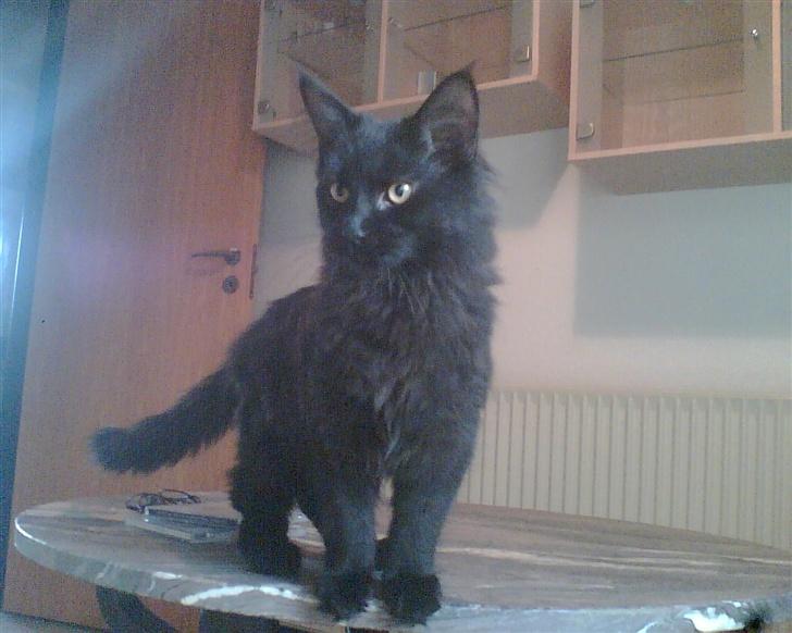 Maine Coon Maine (solgt) billede 3