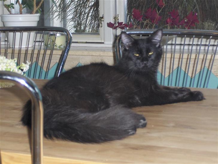 Maine Coon Maine (solgt) billede 4