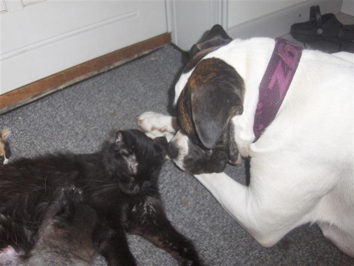 Maine Coon Maine (solgt) billede 5