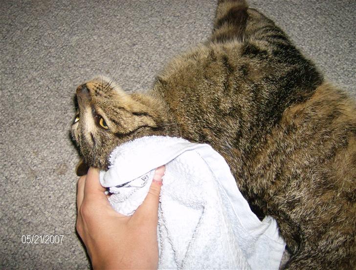 Huskat Max - Uhh det er dejligt at blive tørret efter regnvejret billede 10