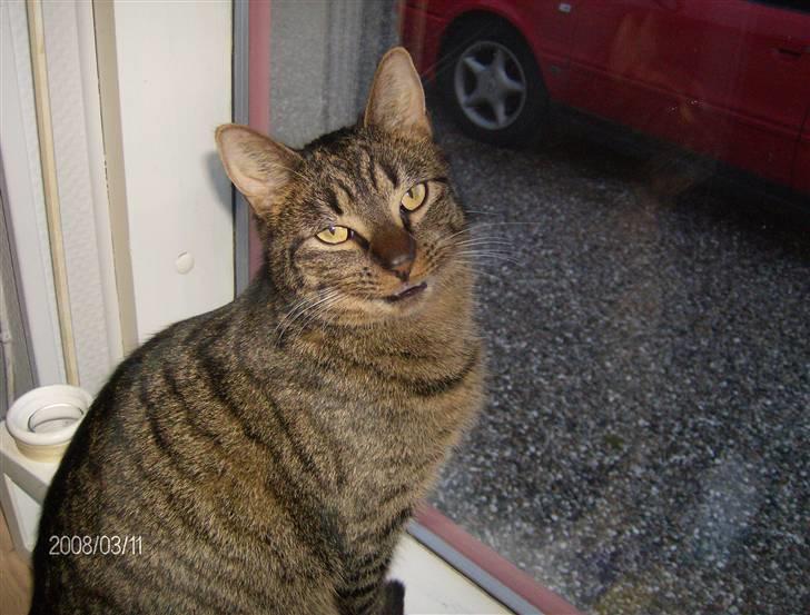 Huskat Max - "Mit ynglingsted: Vinduet!" (marts 08) billede 11