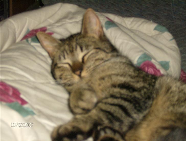 Huskat Max - han sover godt billede 12