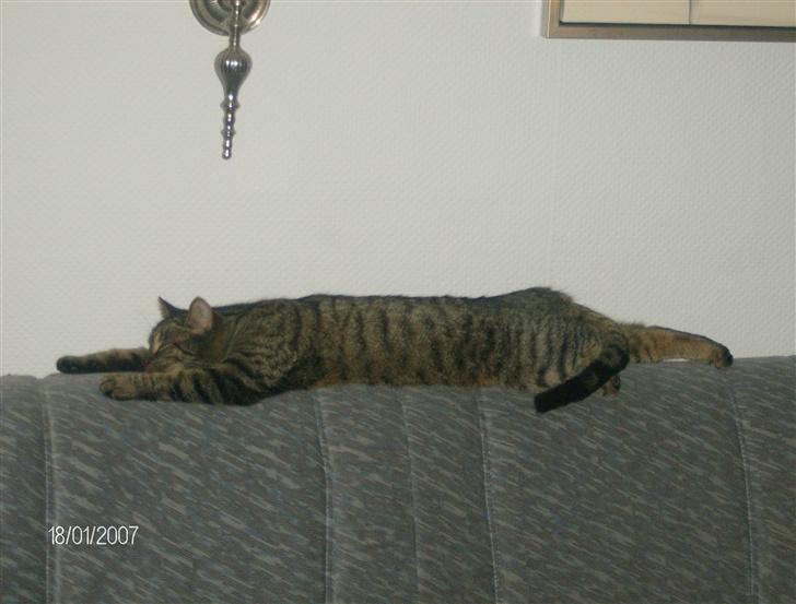 Huskat Max - Max tager sig en lur på sofaen billede 13