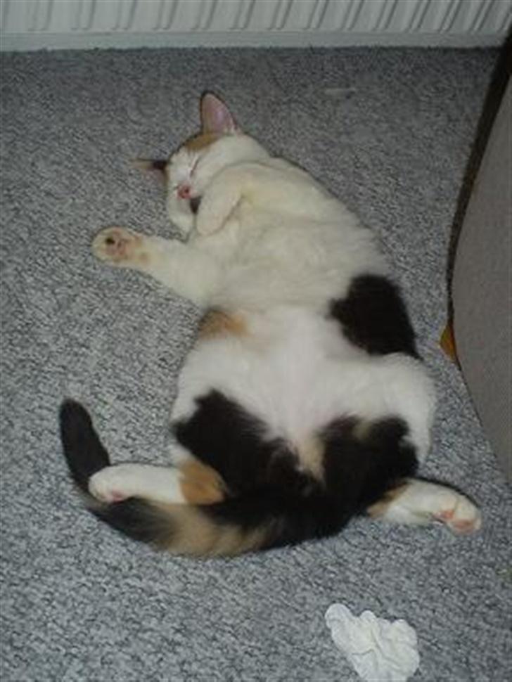 Blanding af racer Wilma billede 1