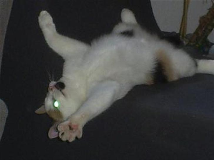 Blanding af racer Wilma billede 2