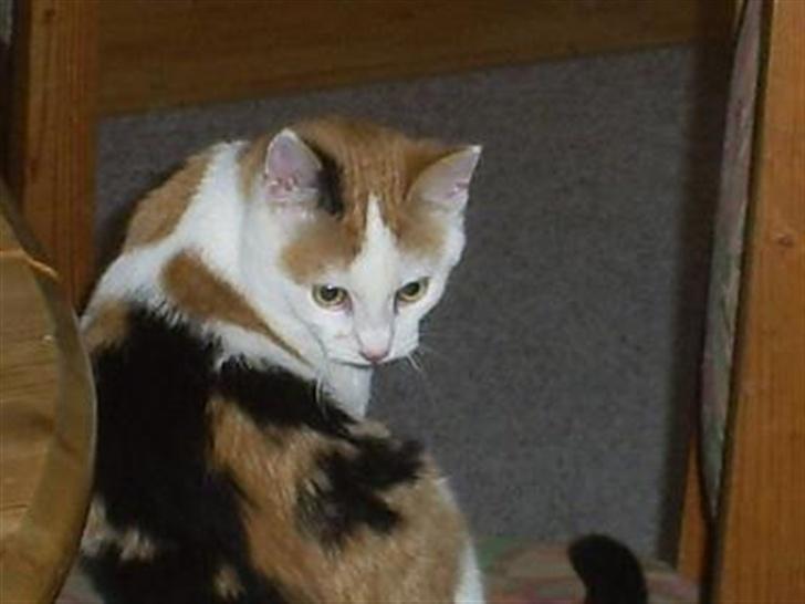 Blanding af racer Wilma billede 3