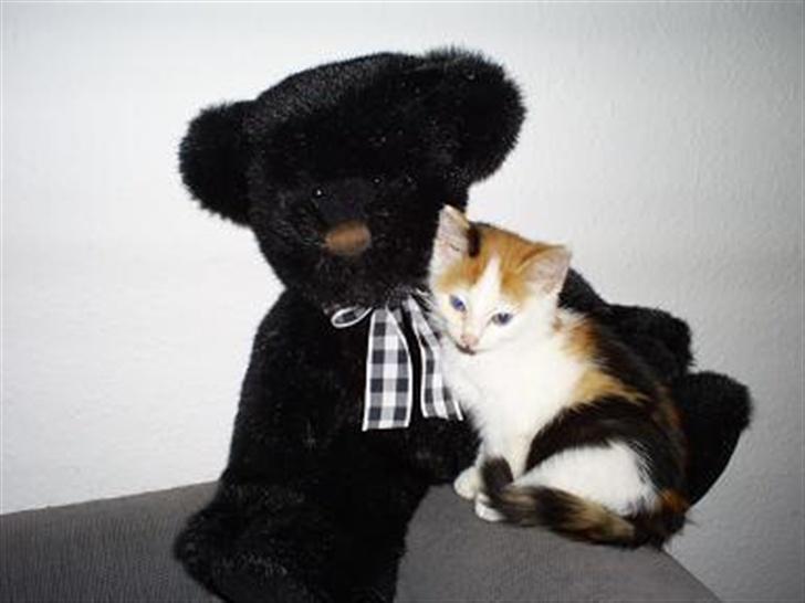 Blanding af racer Wilma billede 5