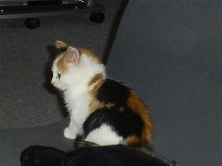 Blanding af racer Wilma billede 6